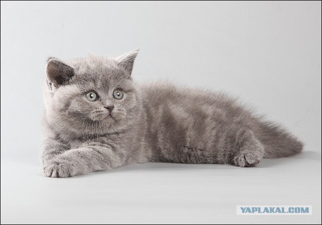It's Catursday Fever! (Котовторник)