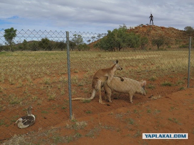 Немного веселых картинок из этих наших интернетов