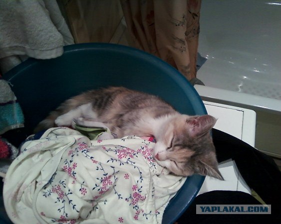 Котовторник 06.09.11
