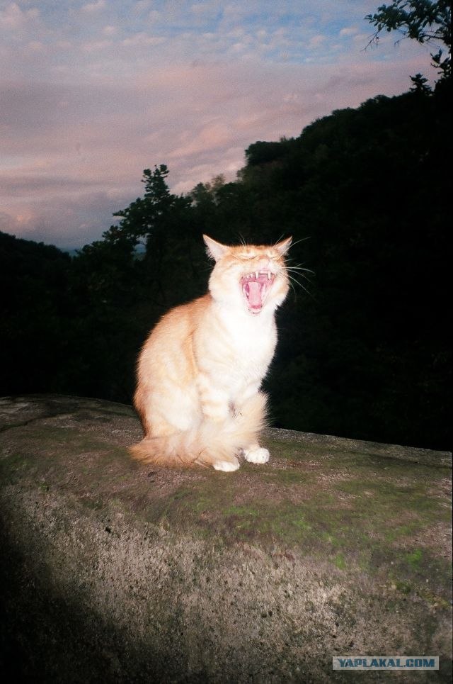 Котовторник 20.03.2012