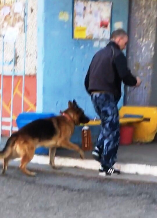 Живность из сети