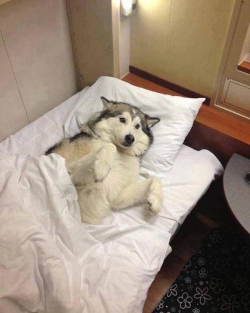 Живность из сети