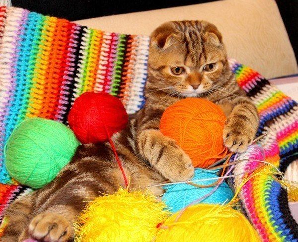 Забавные фото котеек