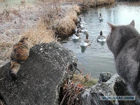 Забавные картинки с котами из сети