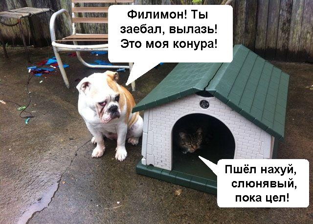 18 дружных зверят, которые докажут, что мир не так плох, как нам всем иногда кажется