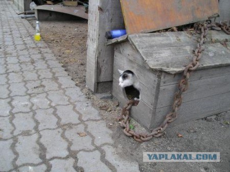 Ссыкливый бульдожек