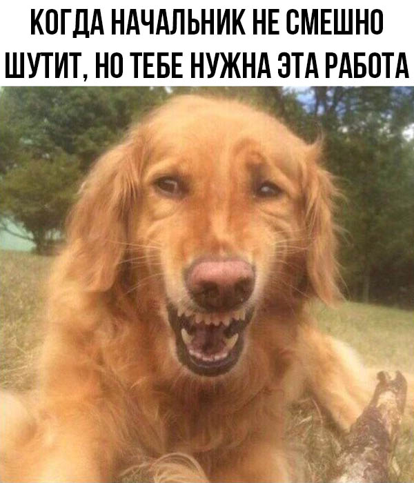 Картинки и мемы, всем хороших выходных