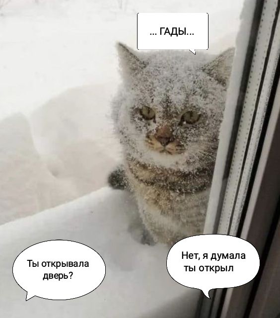 Котики из снега и котики на снегу
