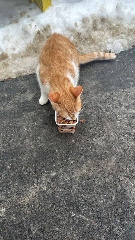История про кошку в день кошек