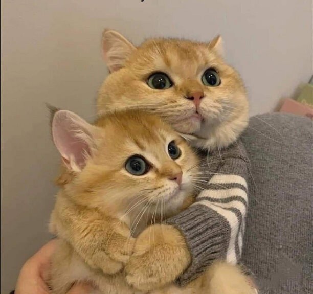 А где котики, сегодня же вторник!