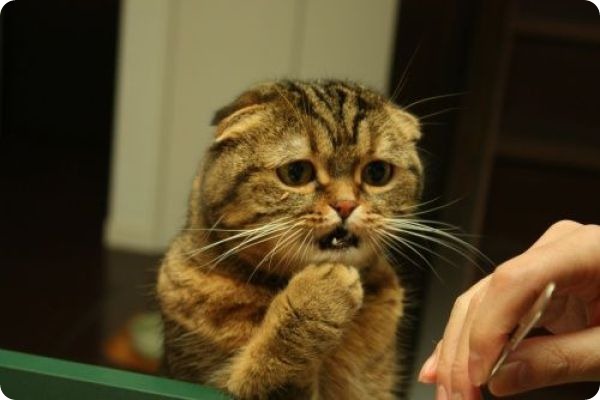 КотЭ и препараты