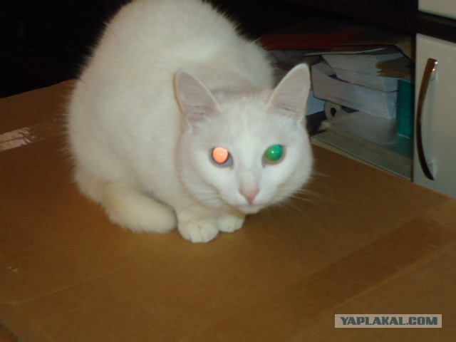 Коты и время