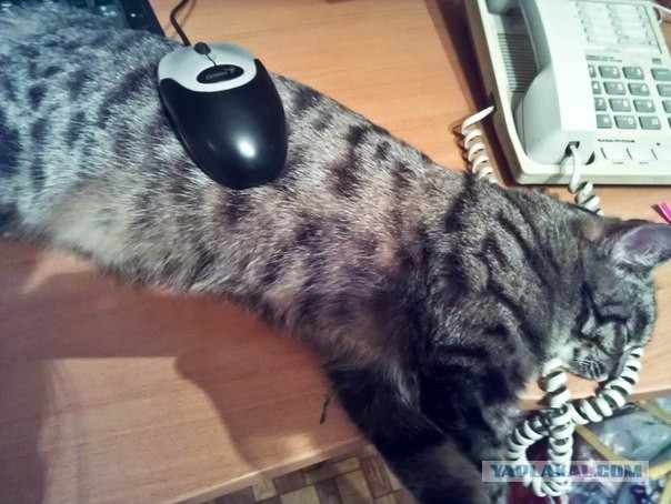 Котейка, который не знает как лежат котейки
