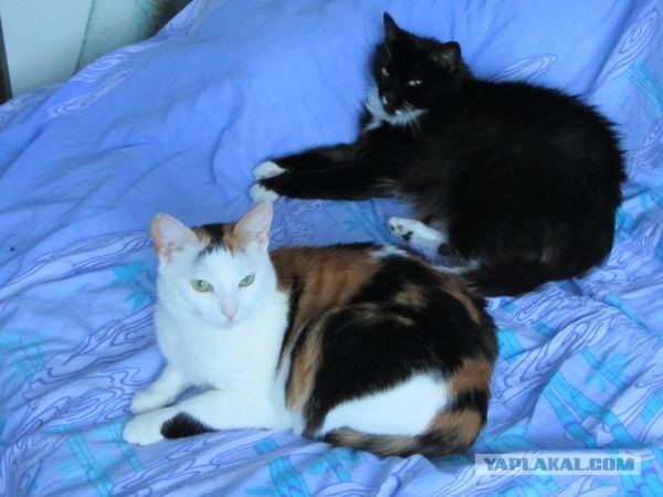 Котовторник 8.10.2013
