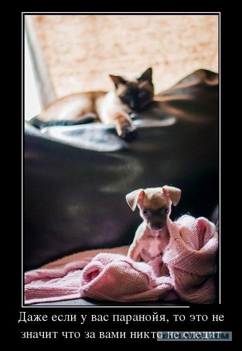 Ребята, вы тут кота не видели?