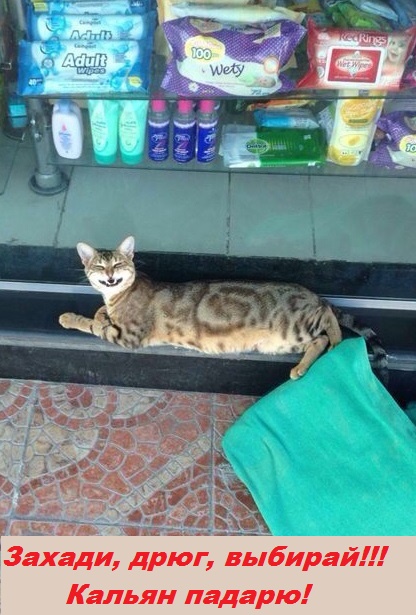 В Египте очень странные коты
