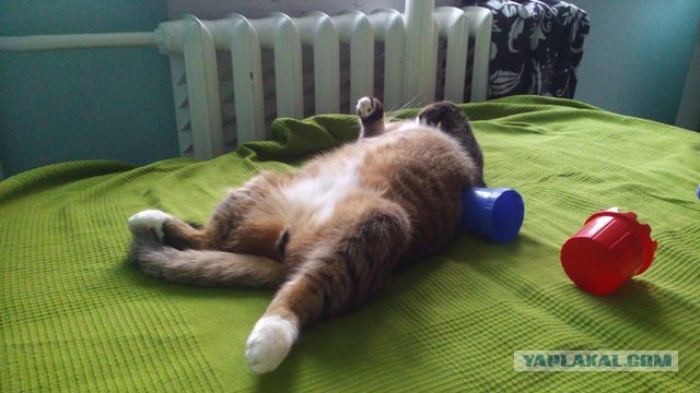 Котовторник 25.11.2014