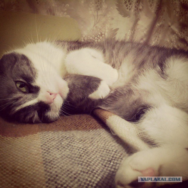 Котовторник 06.01.2015