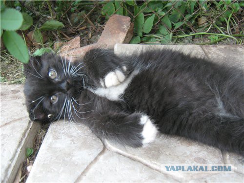 Коты умоляют дать поесть