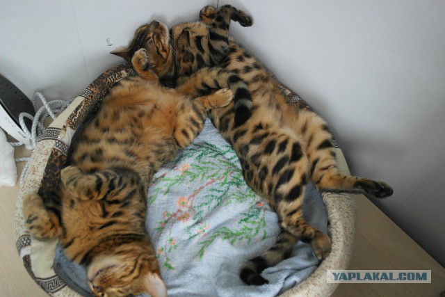 Самые популярные клички кошек и котов