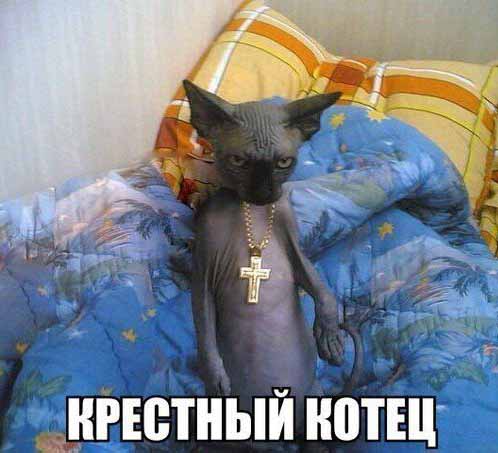 Картинки из сети