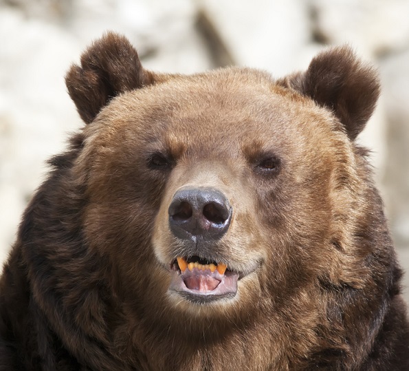 Русский медведь пришёл на «задний двор» США