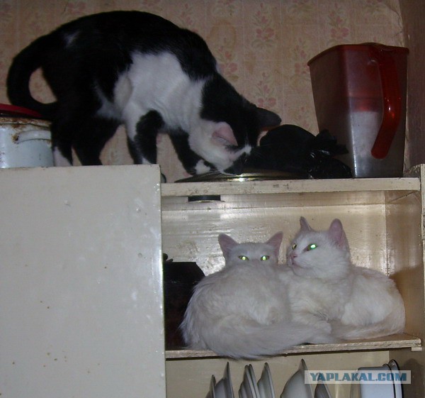 Котовторник