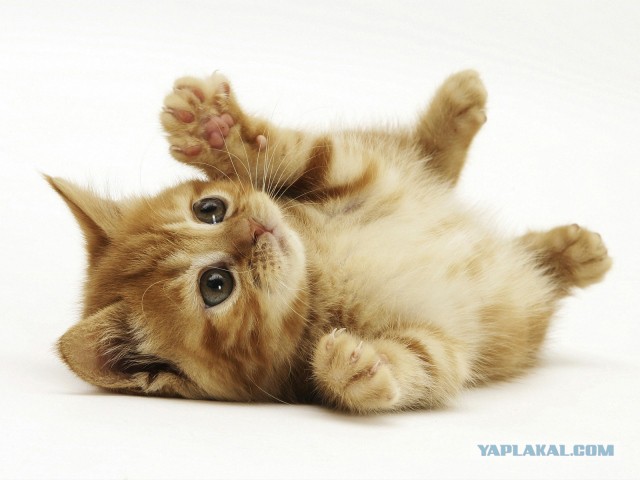 Хоть и не котовторник