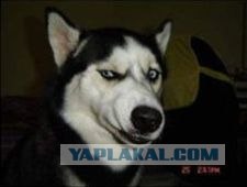 Новый Год так просто не отмыть