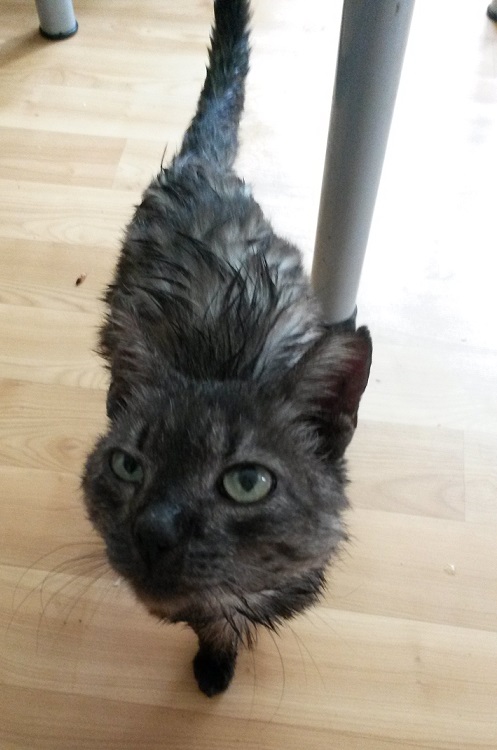 Котовторник 04.08.2015