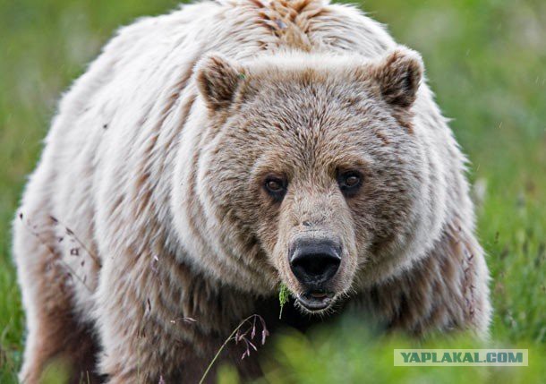 Самые сильные укусы в мире животных