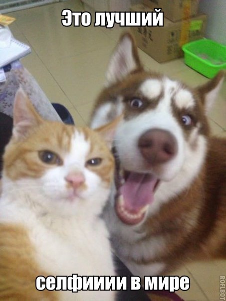 Ужасы и приколы из соцсетей 18+