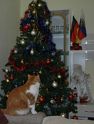 Новый год с котом Антоном
