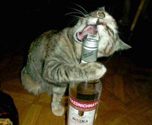 Коты, кошки, котята