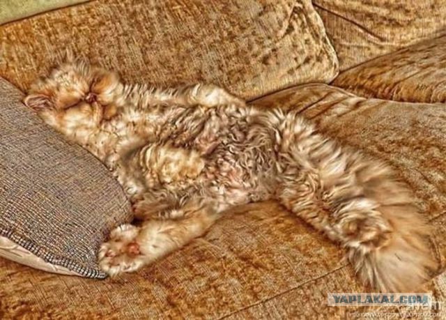 Тайна китайского камуфляжа