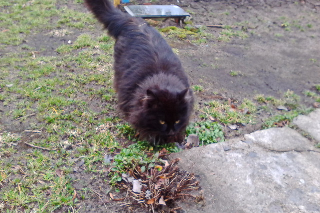 КотоВторник 26.04.2016