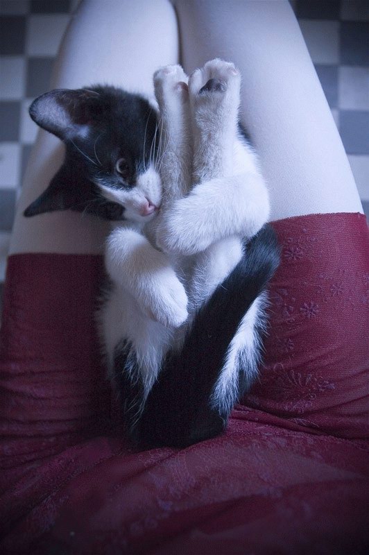 Коты, кошки, котята