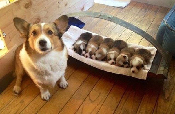 Прикольные животные