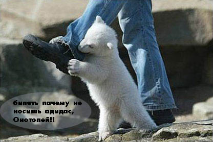 Нападение медведя на человека! (4 фото)