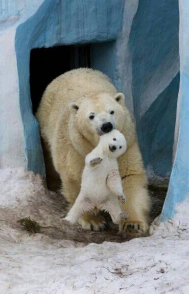 Ага, снова эти картинки и гифки