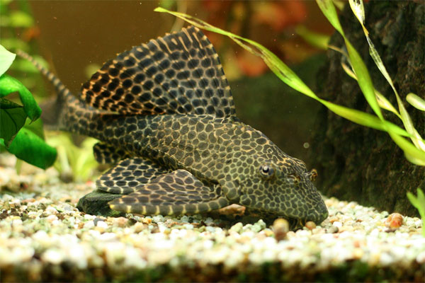 Сказки от ЛАИ: сверление и пиление в Древнем Египте