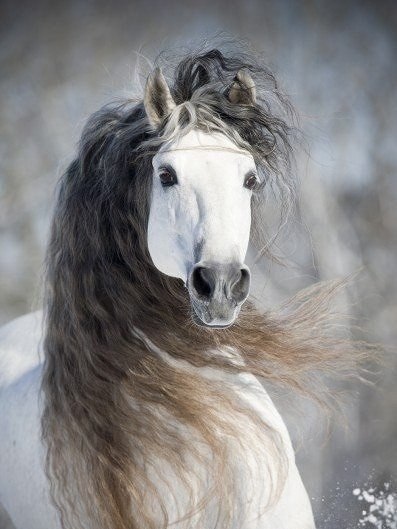 Самые смешные животные