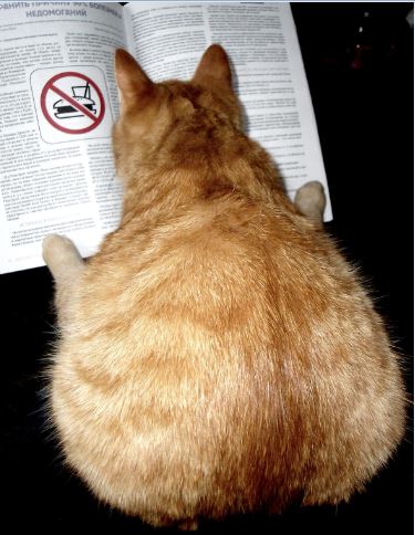 Коты из сети