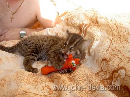 Крошечный котенок, найденный на улице, оказывается не тем, кем казался