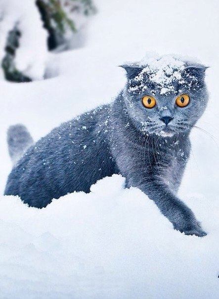 Самые смешные животные