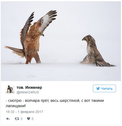 Ух, я шерстяной волчара!