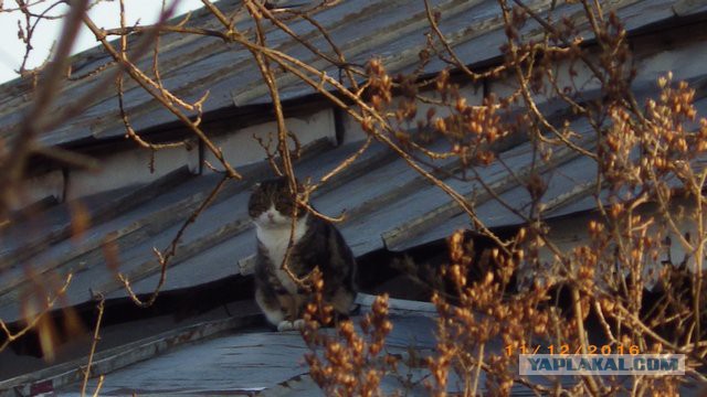 Котовторник 07.03.2017