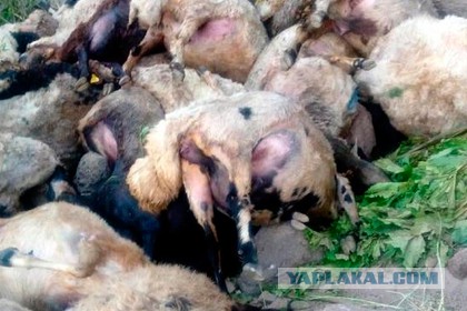 В Турции 80 овец совершили "массовое самоубийство", прыгнув со скалы
