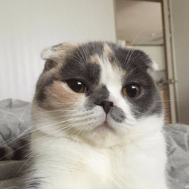 Коты и Кошки