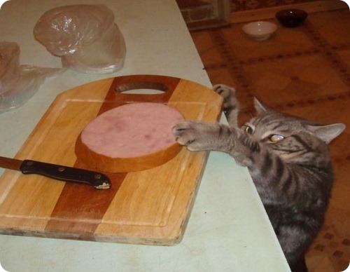 Коты и Кошки